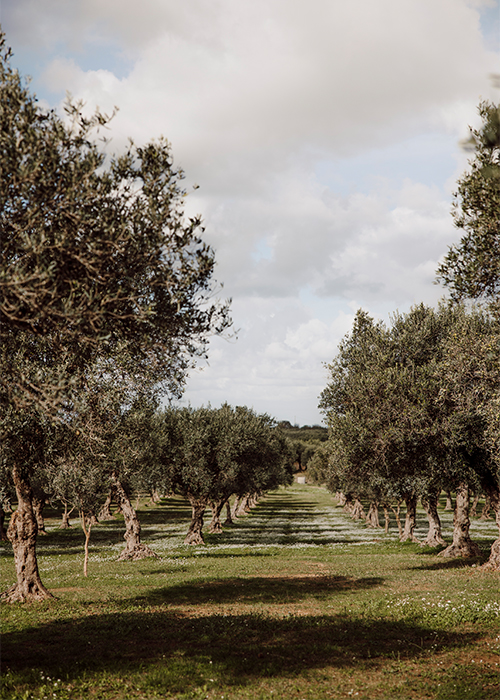 Uliveto di Villa Immacolatella